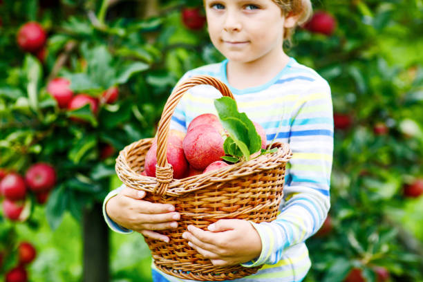 close-up of basket holding by kid boy picking and eating red apples on organic farm, autumn outdoors. funny little preschool child having fun with helping and harvesting. - orchard child crop little boys �ストックフォトと画像