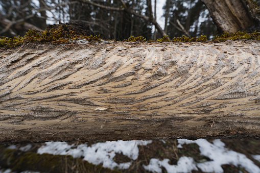 A fallen tree scraped with elk antlers, Estonian nature. High quality photo