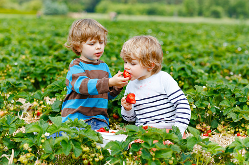 Two little siblings preschool boys having fun on strawberry farm in summer. Children, happy cute twins eating healthy organic food, fresh strawberries as snack. Kids helping with harvest.