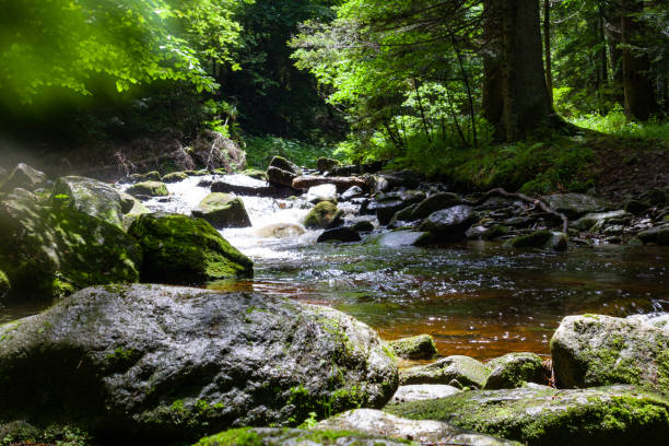 A shallow stream flows through the lush green forest of the Szalajka Valley near Szilvásvárad. The crystal-clear water reveals colorful pebbles beneath the surface, creating a peaceful natural scene.