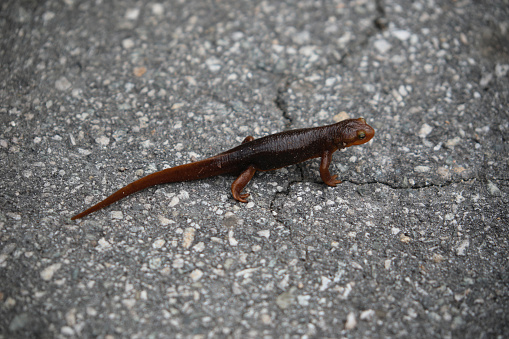 Closeup shot of live newt on walking across West Fork paved road in Angeles National Forest.