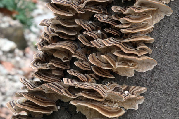 istock Shelf Mushrooms After the Wildfire 2062542482