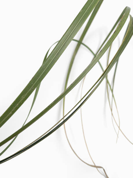 травинка на белом абстрактном фоне - long leaf grass blade of grass стоковые фото и изображения