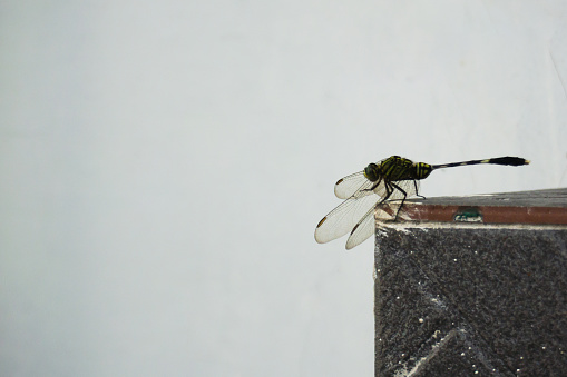 Bluebottle fly in  close-up