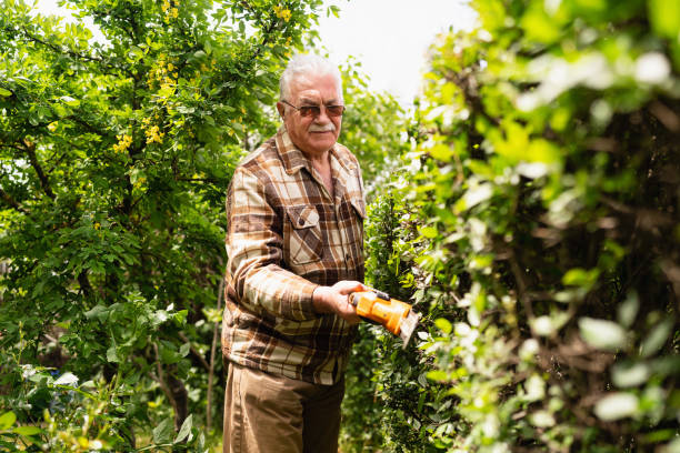 istock Senior man cutting the hedge with an electric trimmer 2062563582