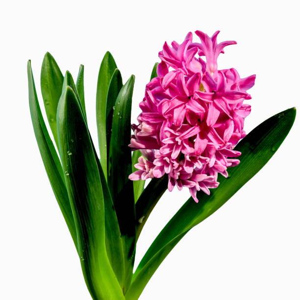 istock Pink Hyacinth flower on a white background 2062565712