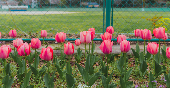 Beautiful pink tulips in the flower garden