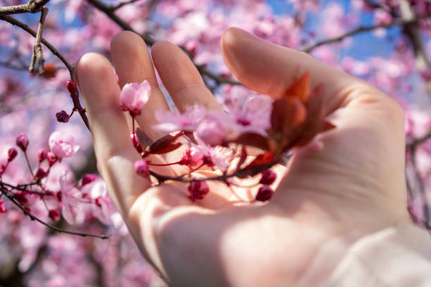 istock spring in the palm of your hand 2062576546