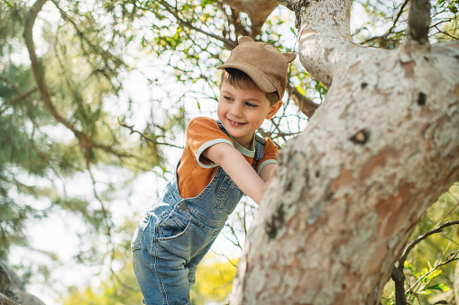 Cute little boy enjoying springtime or summer outdoors and climbing a tree in a park