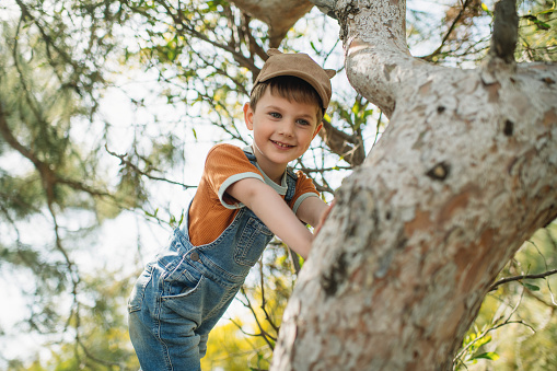 Cute little boy enjoying springtime or summer outdoors and climbing a tree in a park