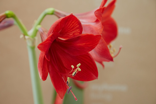 red lily flowers in close-up against a window background