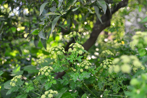 Smyrnium olusatrum, common name Alexanders, is an edible cultivated flowering plant of the family Apiaceae. It is also known as alisanders, horse parsley, black lovage