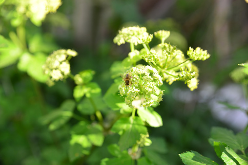 Smyrnium olusatrum, common name Alexanders, is an edible cultivated flowering plant of the family Apiaceae. It is also known as alisanders, horse parsley, black lovage