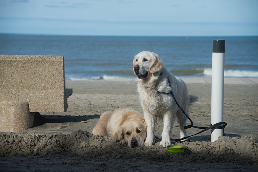 portrait of golden retriever dogs waiting on the beach