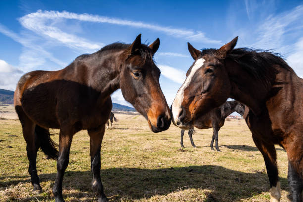 Horses in spring looking at the camera