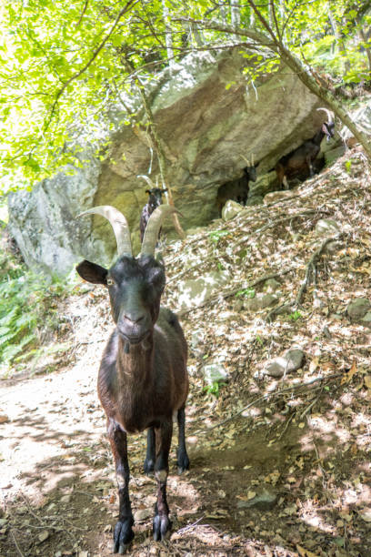 istock Goats in the forest, Alpine climate in Switzerland 2062641478