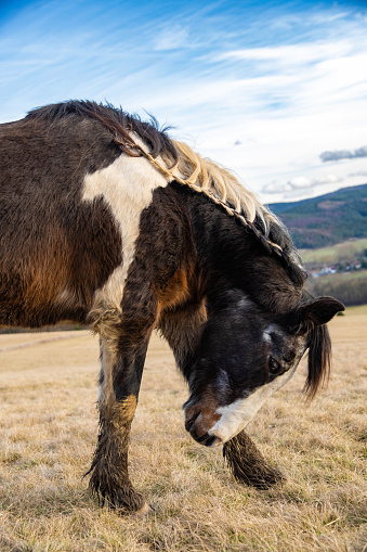 Shetland pony - Horse at springtime