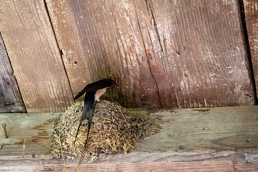 A Swallow Nest In barns