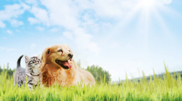 istock Happy pets spending time outdoors 2062658506