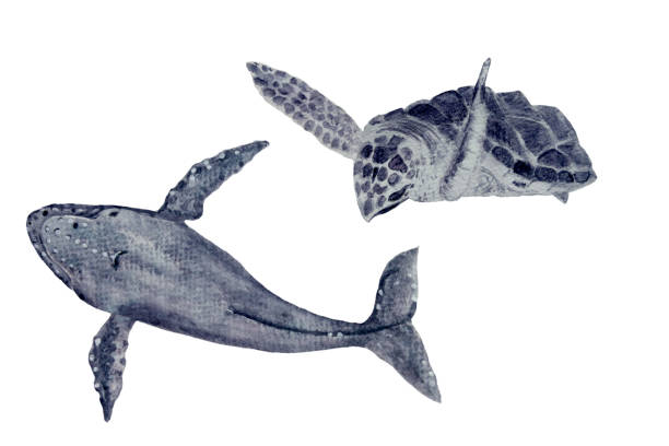 istock Watercolor hand-drawn sea turtle and a humpback whale isolated on white 2062659605