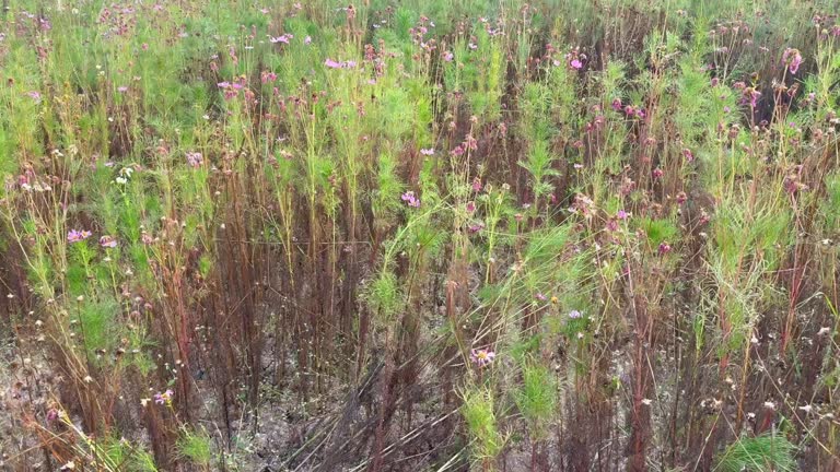 Withered flower garden