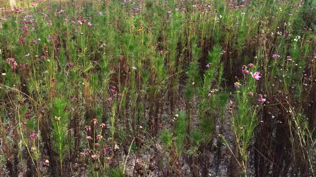 Withered flower garden