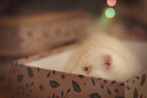 Albino ferret in paper box as a gift under a christmas tree