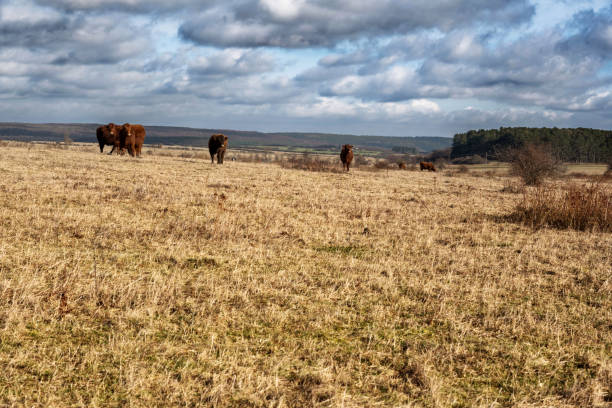 Cow bull in dry grassy paddock on a farm