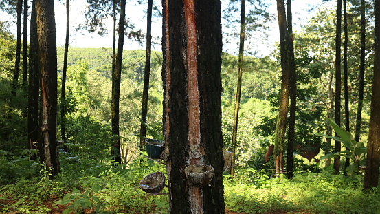 Tapping pine sap at the forest