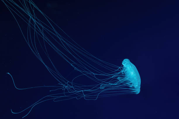 istock One fluorescent jellyfish swimming underwater aquarium pool with blue neon light 2062690352