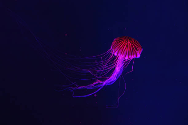 istock Fluorescent jellyfish swimming underwater aquarium pool with red neon light. 2062690374