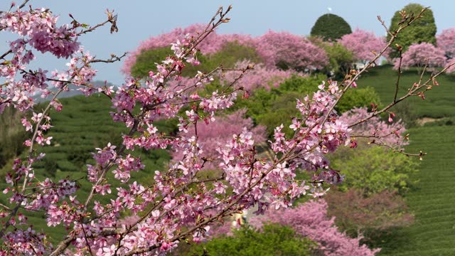 Close-up of pink cherry blossoms blooming in spring