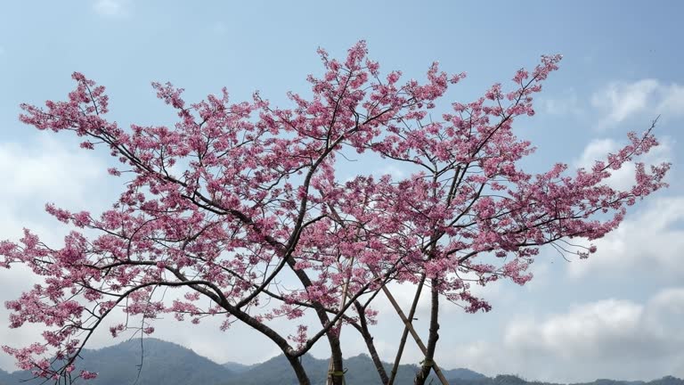 Close-up of pink cherry blossoms blooming in spring