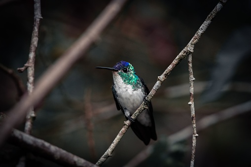 A Spatuletail hummingbird in flight about to get nectar from a flower in the Peruvian Andes.