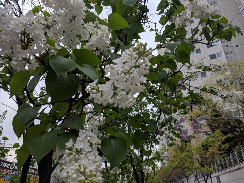 White blossoms on blooming tree branches