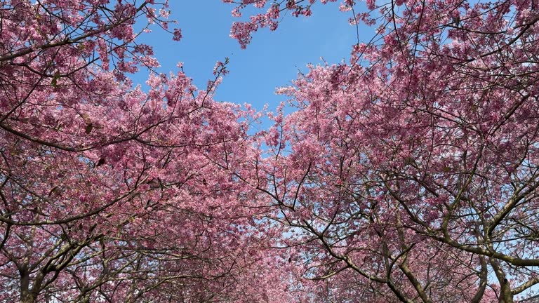 Close-up of pink cherry blossoms blooming in spring