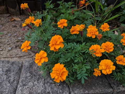 Some orange flowers bloom among green leaves and bricks in front of a black truck