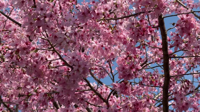 Close-up of pink cherry blossoms blooming in spring