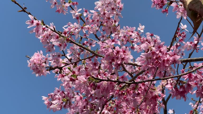 Close-up of pink cherry blossoms blooming in spring