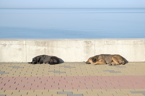 sleeping dogs. two dogs on the shore. a dogs lies on a pebble beach against the backdrop of a calm blue sea