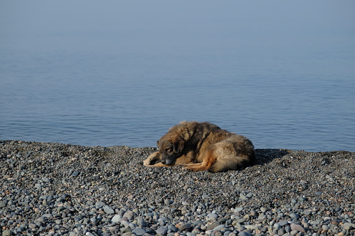 sleeping dog. lonely dog on the shore. a dog lies on a beach against the backdrop of a calm blue sea