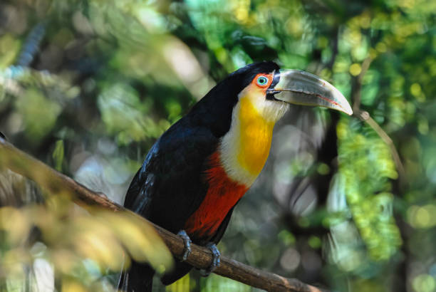 istock Closeup of a tropical toucan perched on a branch 2062706249