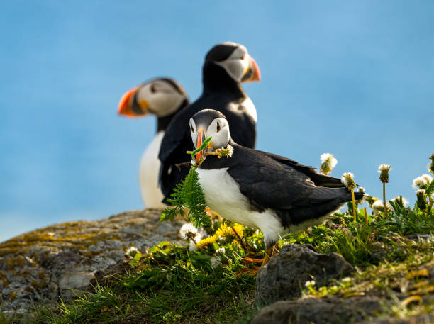 istock Closeup of two Atlantic puffins in Newfoundland 2062706757