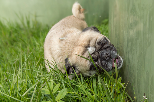 A beige pug dog playing on green grass