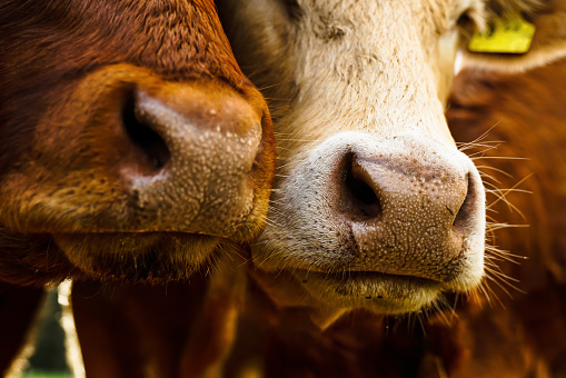 A close-up of the mouths and noses of two cows