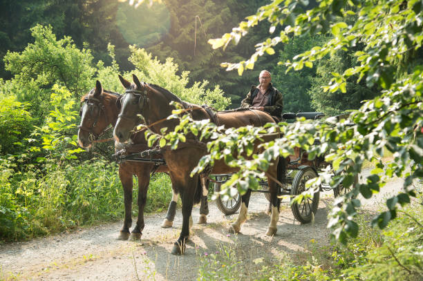 istock Man driving a carriage with two horses (Saxon Thuringian) 2062711138