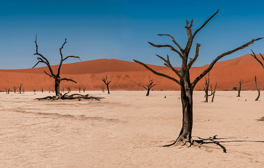 A landscape from Deadvlei, Sossusvlei desert with dead camelthorn trees against red dunes in Namib-Naukluft National Park, Namibia, Africa