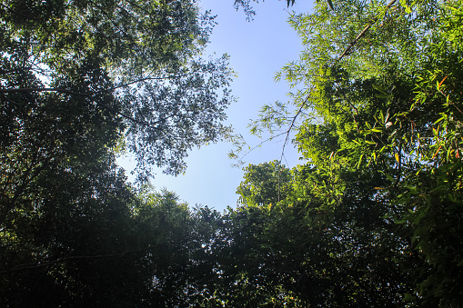 landscape view from under a large tree with a blue sky background