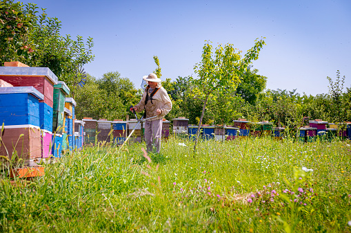 Gardener, beekeeper is cutting grass with cordless hand mower, gasoline grass trimmer, edger, among beehives arranged in a row, line, bee colony. Overgrown vegetation at summer time