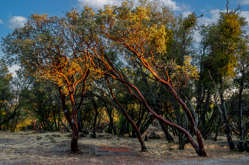The California's Manzanita Grove in the woods